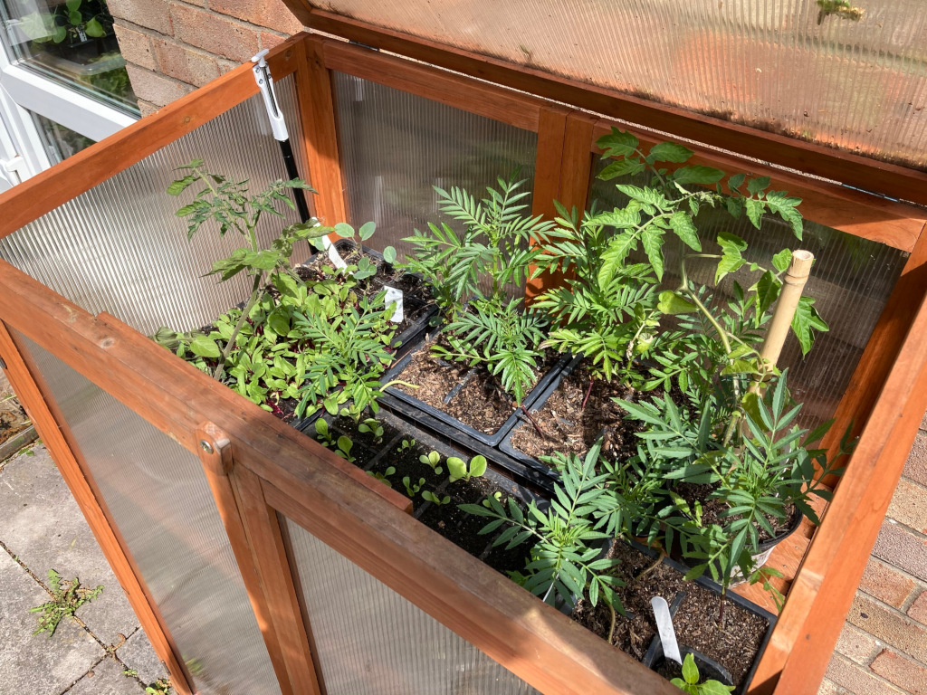 Cold frame with lid open and happy plants on show